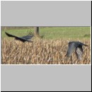 Corvus frugilegus - Saatkraehe 02.jpg